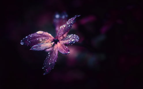 flor de pétalas roxa, natureza, plantas, HD papel de parede HD wallpaper