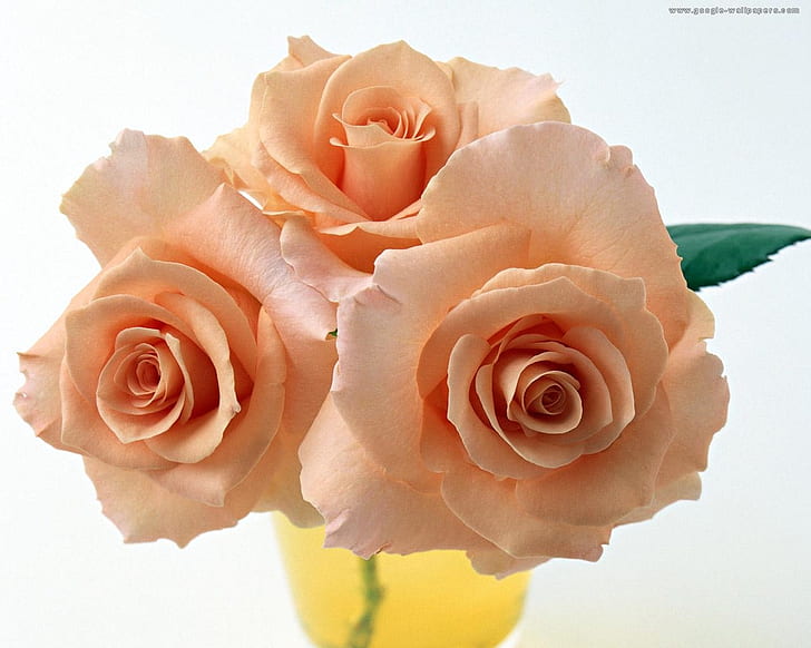 Rosen für meinen Freund Caramelie 3 schöne Glasvase Pink Stillleben HD, drei rosa Rosen, Natur, Blume, schön, rosa, Stillleben, Glasvase, 3 Rosen, HD-Hintergrundbild