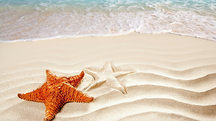 Sea, 5k, 4k wallpaper, ocean, starfish, shore, Best Beaches in the World, HD wallpaper