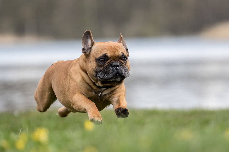 dog, running, flying french bulldog, HD wallpaper