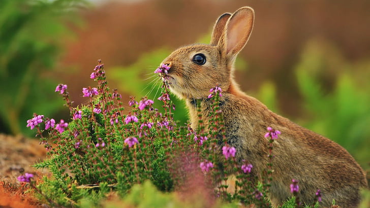 коричневая белка, пахнущая розовыми цветочками крупным планом фото, кролик, милые животные, цветы, 4k, HD обои