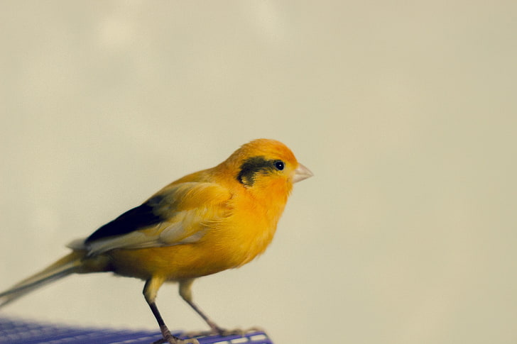 fotografía, canario, animales, pájaros, amarillo, macro, simple, fondo simple, Fondo de pantalla HD