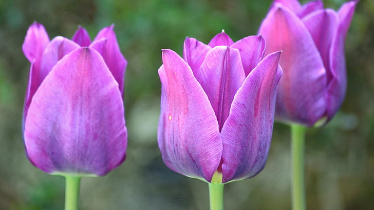 fleurs, photographie, tulipes, Fond d'écran HD