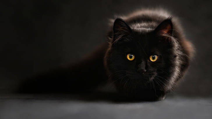 القطط السوداء ، القط ، الحيوانات ، عيون القطط، خلفية HD