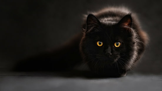 gatti neri, gatto, animali, occhi di gatto, Sfondo HD HD wallpaper