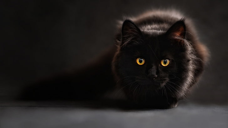 kucing hitam, mata kucing, binatang, kucing, Wallpaper HD