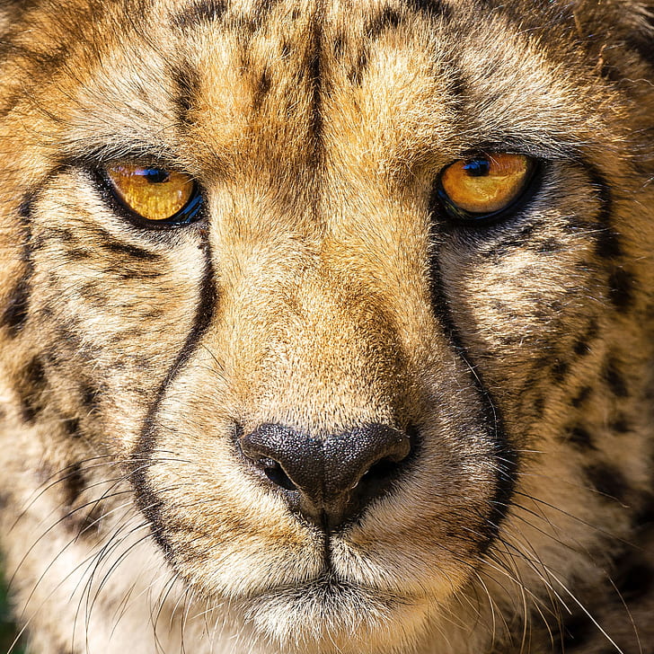 utseende, porträtt, Cheetah, Acinonyx jubatus, HD tapet