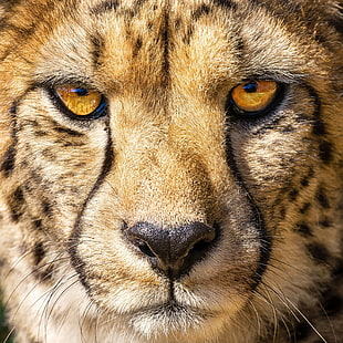 utseende, porträtt, Cheetah, Acinonyx jubatus, HD tapet HD wallpaper