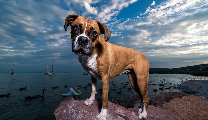 Dogs, Boxer, Boxer (Dog), Dog, Pet, Stare, HD wallpaper