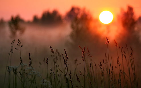Закат, лес, трава, теплое солнце, Закат, лес, трава, теплое, солнце, HD обои HD wallpaper