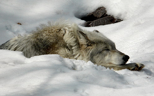 Tiere schöne Wolf Tiere Hunde HD Art, Winter, Natur, schön, Tiere, Schnee, Hunde, HD-Hintergrundbild HD wallpaper