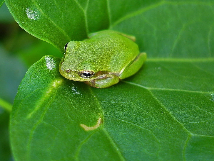 зеленая лягушка, лягушка, лист, поверхность, рептилия, HD обои