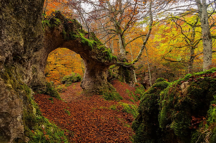 осень, лес, листья, деревья, Испания, Страна Басков, Урабейн, HD обои