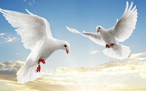 birds, flying, dove, sky, animals, HD wallpaper HD wallpaper