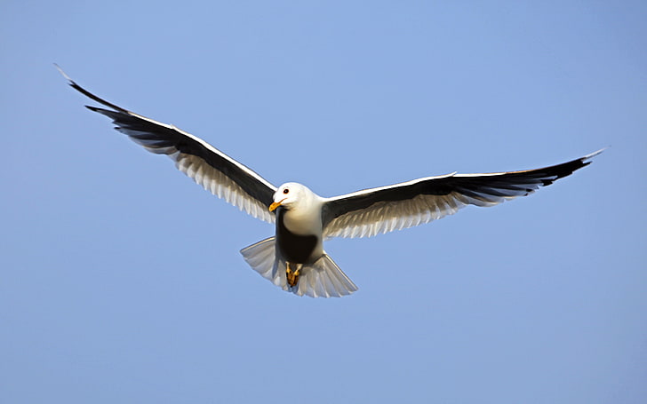 Seagull Bird In Flight With Outstretched Wings Hd Wallpapers For Mobile Phones And Laptops, HD wallpaper