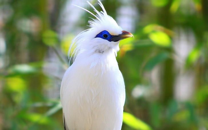Vögel Bali Star, HD-Hintergrundbild