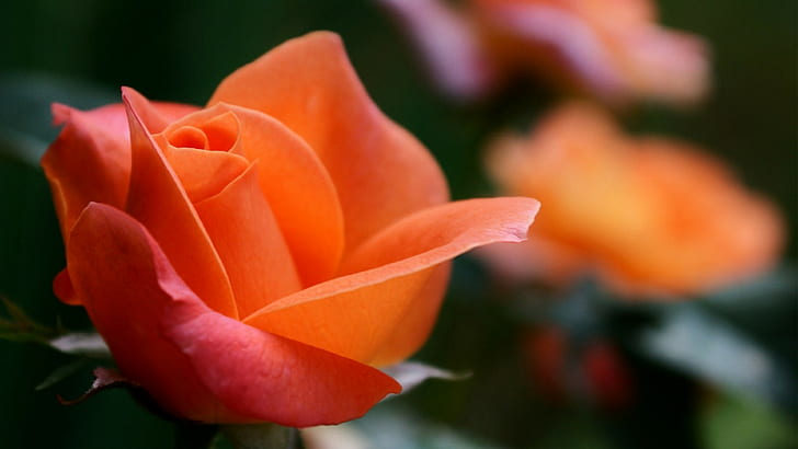 오렌지 로즈, 장미 꽃, 4K, HD 배경 화면
