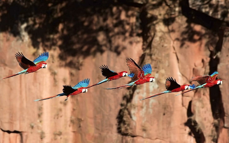 Perroquets en vol, 6 perroquets rouges et bleus, perroquets, vol, Fond d'écran HD