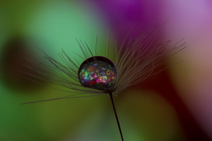 focus photography of water drawn on dandelion flowr, Big Bang, Bubble, focus, Refraction, Water Drop, Droplet, Colours, Macro, Dandelion, Seed, Green, Purple, Abstract, DOF, Bokeh, Indoor, Tabletop, Photography, Canon 7D, Canon EF, f/2, USM, Extension, Tubes, Focus-stacked, Tripod, Rail, Glycerin, Valentine, Manic, Peterborough, UK, nature, flower, backgrounds, HD wallpaper