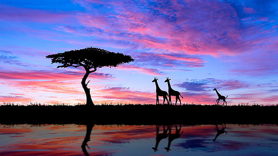 arbre, arbre solitaire, camelopard, girafe, calme, savane, nuage, ciel rose, eau, soirée, afrique, rémanence, silhouette, aube, réflexion, arbre isolé, horizon, lever de soleil, ciel, Fond d'écran HD HD wallpaper