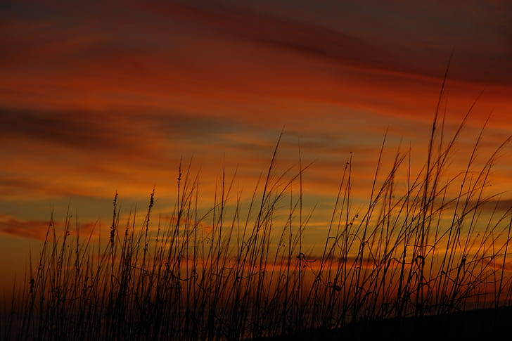 grass, sunset, sky, sea oats, HD wallpaper