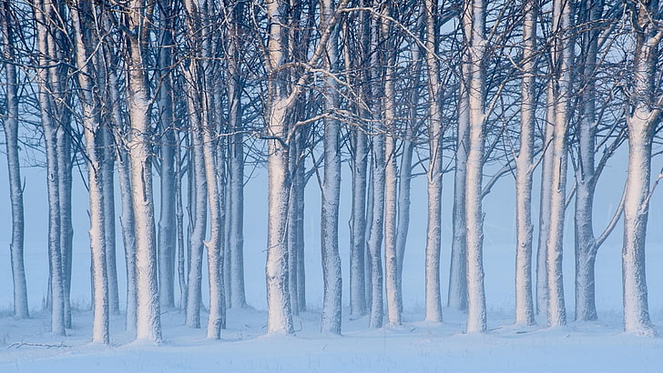 кафяви стволове на дървета, природа, пейзаж, зима, сняг, дървета, гора, мъгла, клон, HD тапет