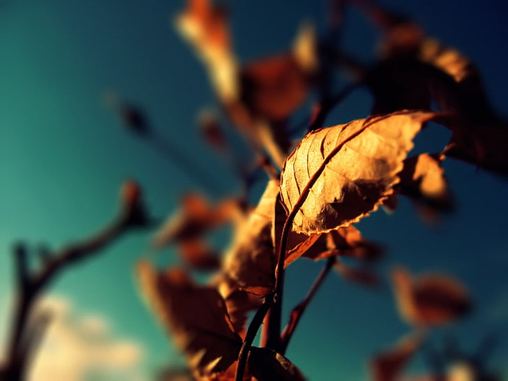 茶色の乾燥葉、茶色の葉、マクロ、被写し界深度、葉、植物のクローズアップ写真、 HDデスクトップの壁紙