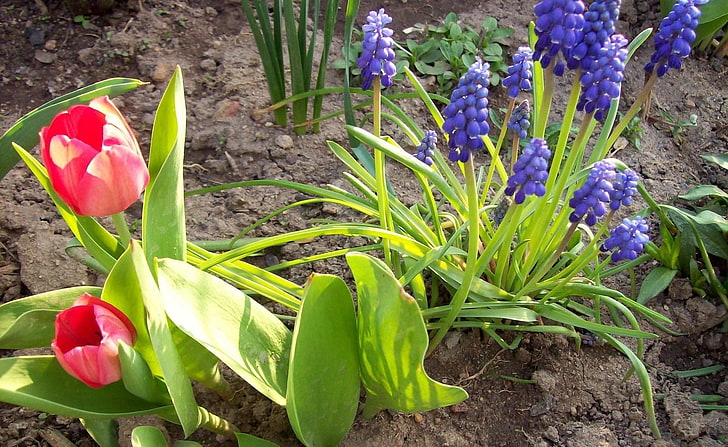 red tulip flower and purple grape hyacinth flowers, tulips, muscari, flowers, spring, flowerbed, soil, sun, HD wallpaper