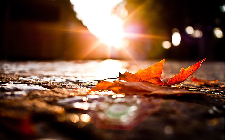 czerwony suszony liść, światło słoneczne nad liściem klonu na chodniku, jesień, natura, bokeh, widok z oczu robaka, głębia ostrości, Tapety HD