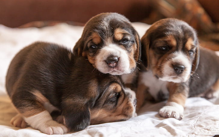 Cute puppies, home, beagles, Cute, Puppies, Home, Beagles, HD wallpaper