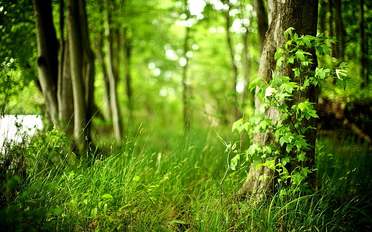 Green Nature Corner, alam, pemandangan, bunga, rumput, Wallpaper HD