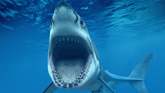 White Shark, Caribbean, Aruba, tourism, diving, sharks, jaws, underwater, blue water, World's best diving sites, HD wallpaper HD wallpaper