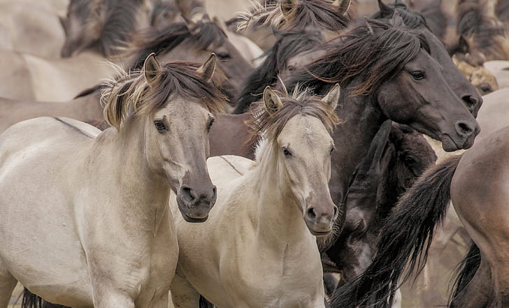 cavalos, cavalo, o rebanho, cavalos selvagens, HD papel de parede