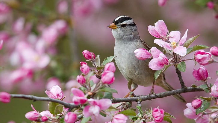 white and black short-beaked bird, sparrow, bird, branches, flowers, bloom, HD wallpaper