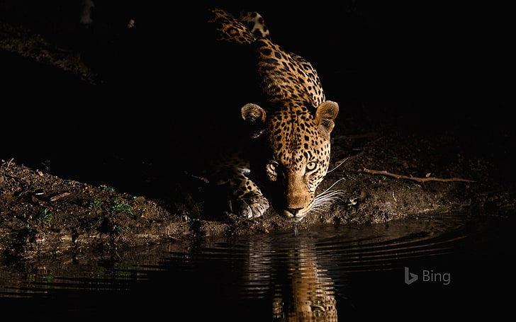 South African Leopard-2016 Bing Fondos de Escritorio, Fondo de pantalla HD