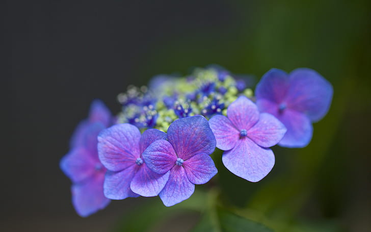 Flower Macro Purple HD, nature, flower, macro, purple, HD wallpaper