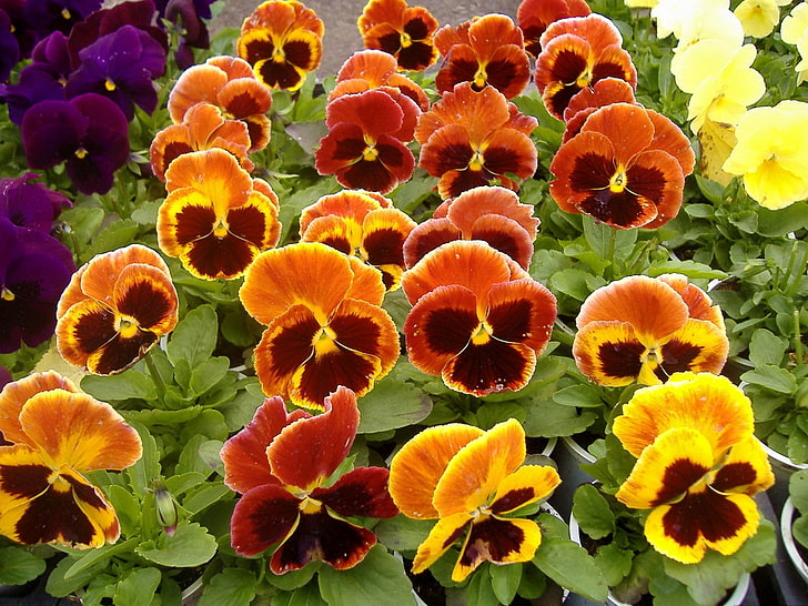 orange Blumen, Stiefmütterchen, Blumen, viele, Töpfe, Sämlinge, HD-Hintergrundbild