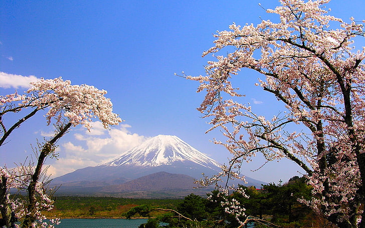 Monte Fuji, Giappone, alberi, lago, montagna, primavera, Giappone, Sakura, Fuji, Sfondo HD