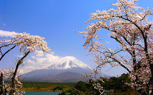 Mt Fuji, Japonia, drzewa, jezioro, góra, wiosna, Japonia, Sakura, Fuji, Tapety HD HD wallpaper