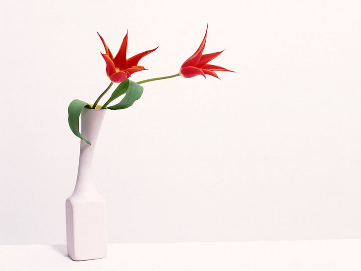 red flowers, tulips, flowers, couple, vase, HD wallpaper