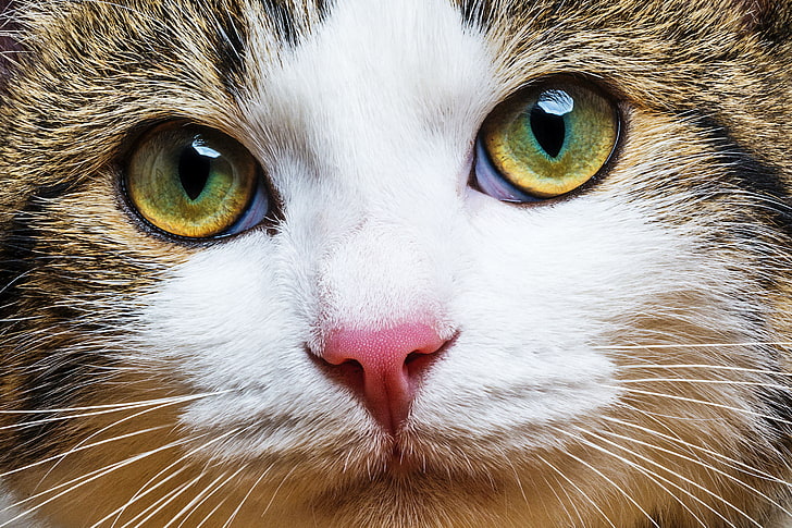 черепаховый кот, кошка, усы, взгляд, размытость, морда, окрас, Tomcat, боке, красавчик, счастливый, трехцветный, обои., HD обои