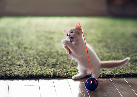 Playing, cats, ball, beautiful, cute, playing, kitty, animals, white kitty, adorable, HD wallpaper HD wallpaper