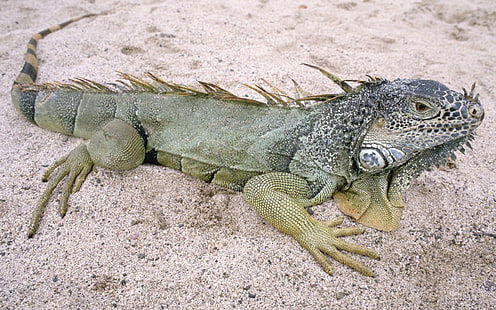 Reptiles, Iguana, Lagarto, Reptil, Fondo de pantalla HD HD wallpaper