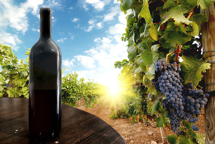 röda druvor och svart flaska, himlen, löv, solen, moln, bär, bord, svart, flaska, druvor, gäng, vingård, himmel, sol, vin, raceme, HD tapet