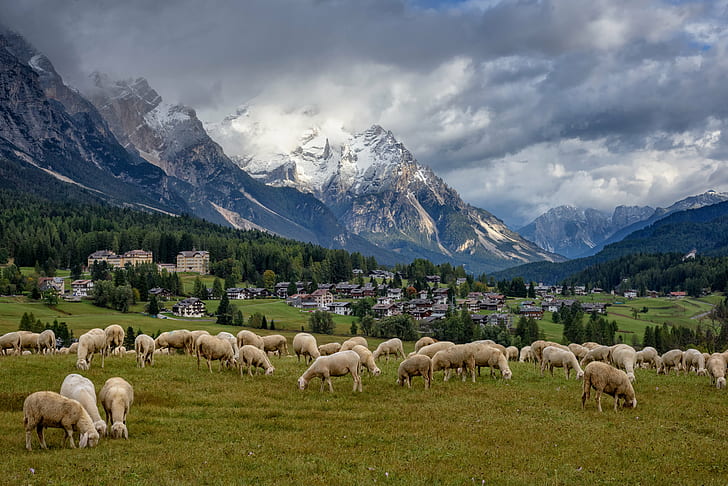 โคมไฟสีขาวและน้ำตาลตอนกลางวันแกะคอร์ตินาดัมเปซโซโดโลไมต์อิตาลีแกะคอร์ตินาดัมเปซโซโดโลไมต์อิตาลีแกะกินหญ้า Cortina d'Ampezzo Dolomites อิตาลีขาวล็อตกลางวันภูเขา , สัตว์, เมฆมาก, ภูเขา, ธรรมชาติ, ภูมิทัศน์, กิจกรรมกลางแจ้ง, ทุ่งหญ้า, เข้ามาเยี่ยม, สัตว์, หญ้า, ฤดูร้อน, วอลล์เปเปอร์ HD