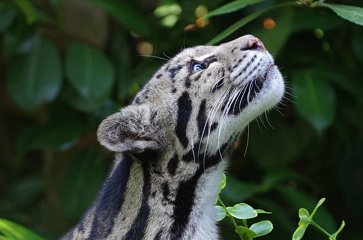 animale nero e grigio, leopardo nebuloso, gatto selvatico, muso, maculato, Sfondo HD