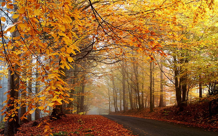 Beautiful Autumn, trees, forest, road, beautiful, autumn, nature and landscapes, HD wallpaper
