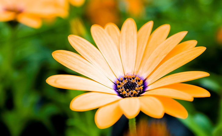 Turuncu Cape papatya çiçeği, sarı ve mor çiçek, doğa, çiçek, portakal çiçeği, HD masaüstü duvar kağıdı