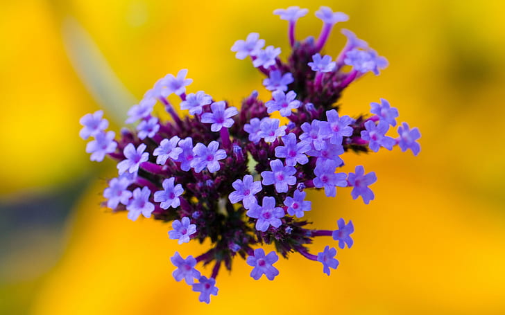 Flowers, purple inflorescence, yellow background, Flowers, Purple, Inflorescence, Yellow, Background, HD wallpaper