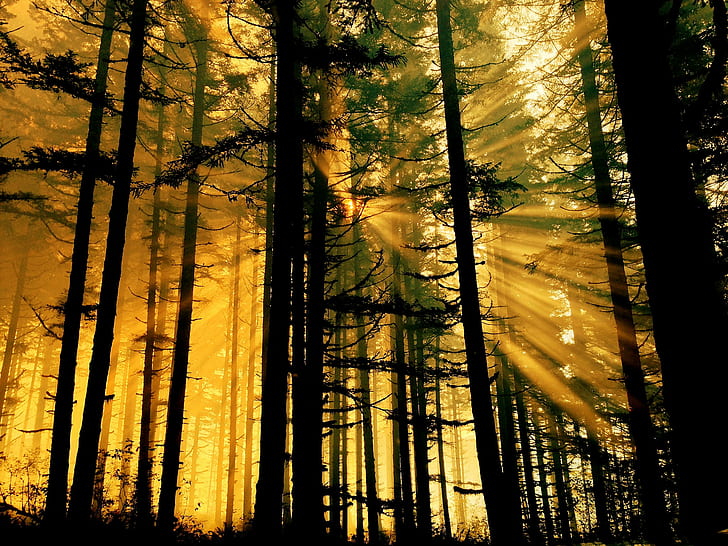 sylwetka drzew, popołudnie, światło słoneczne, sylwetka, drzewa, Oregon Department of Forestry, Tillamook State Forest, scena, sceneria, krajobraz, światło, las, natura, drzewo, na zewnątrz, las, scenics, jesień, promień słońca, Tapety HD